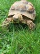 Rehomed..Sulcata : Young Female approx 6-7 years old (Penelope)